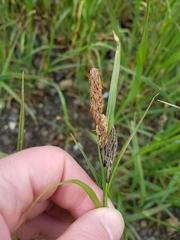 Carex lyngbyei