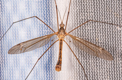 Tipula paterifera