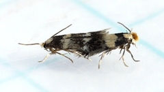 Stigmella rhamnicola