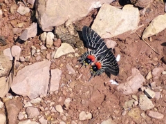 Bhutanitis lidderdalii