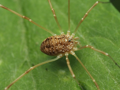 Rilaena