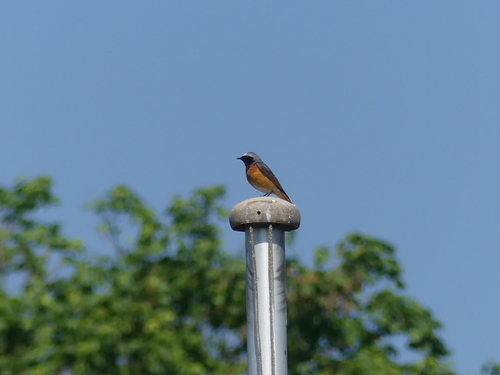 Colirrojo real (Phoenicurus phoenicurus)
