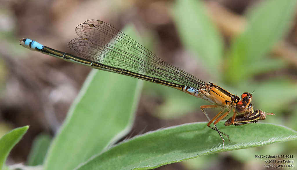 Plains Forktail