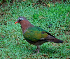 Chalcophaps indica robinsoni