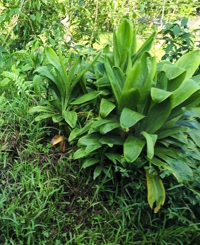 Cordyline fruticosa