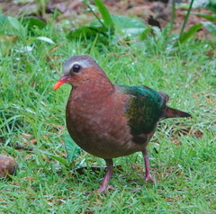 Chalcophaps indica robinsoni
