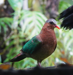 Chalcophaps indica robinsoni