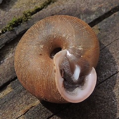 Triodopsis tridentata