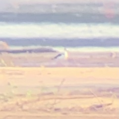 Himantopus mexicanus mexicanus