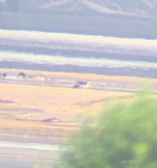 Himantopus mexicanus mexicanus