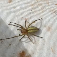 Cheiracanthium pennatum