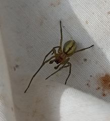 Cheiracanthium pennatum