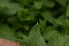 Macrolophus pygmaeus