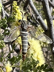 Opomydas limbatus