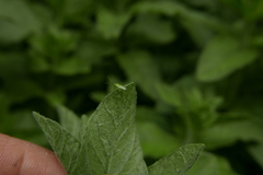 Macrolophus pygmaeus