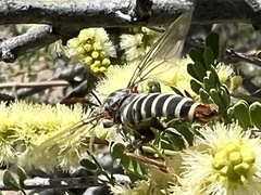Opomydas limbatus