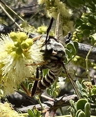 Opomydas limbatus