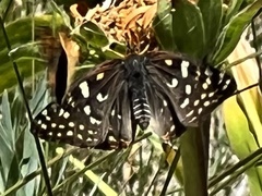 Euphydryas chalcedona chalcedona