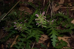 Pedicularis dudleyi