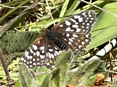 Euphydryas chalcedona chalcedona