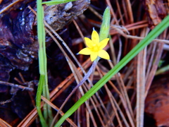 Hypoxis mexicana