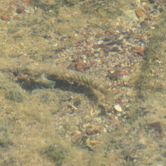 Cryptocentroides insignis