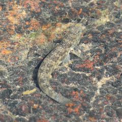 Cryptocentroides insignis