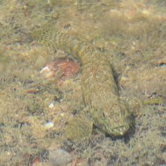 Cryptocentroides insignis