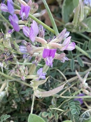 Astragalus nothoxys