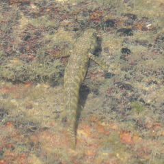 Cryptocentroides insignis