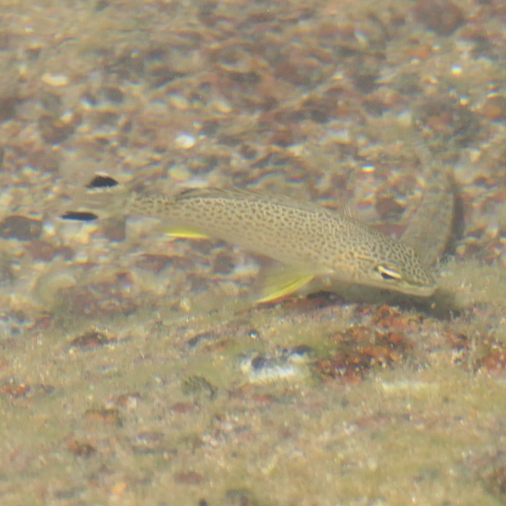 Amniataba caudavittata