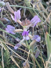 Astragalus nothoxys