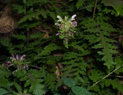 Pedicularis dudleyi