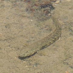 Cryptocentroides insignis