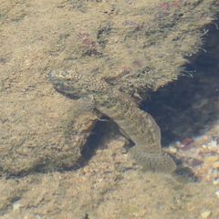 Cryptocentroides insignis