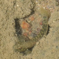 Cryptocentroides insignis