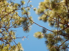 Pinus durangensis