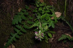Pedicularis dudleyi
