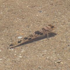 Yongeichthys nebulosus
