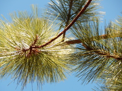 Pinus durangensis