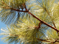 Pinus durangensis