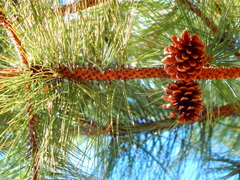 Pinus cooperi