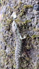 Sierra Morena Arboreal Alligator Lizards photo 3