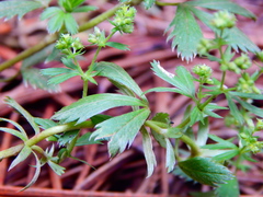 Alchemilla procumbens