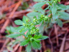 Alchemilla procumbens