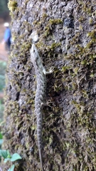 Sierra Morena Arboreal Alligator Lizards photo 4