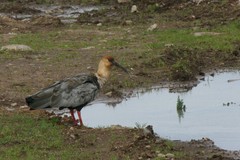 Theristicus melanopis