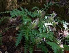 Pedicularis dudleyi