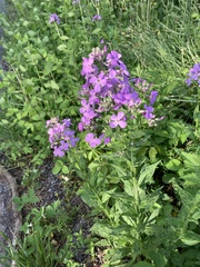 Phlox maculata
