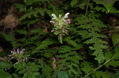 Pedicularis dudleyi